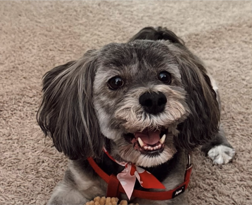 Happy small dog with a red collar lying on carpet.