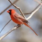 A bright red cardinal perched on a branch.