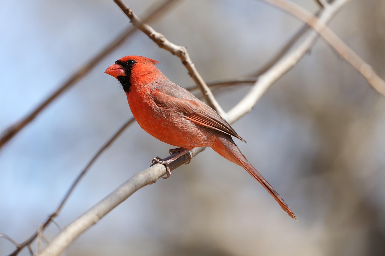 A bright red cardinal perched on a branch.