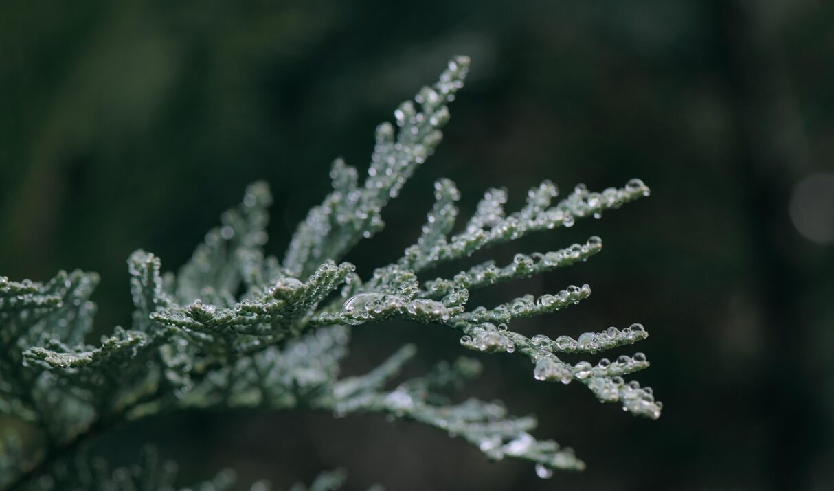 Walking with Memory and Meaning