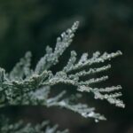 Frost-covered plant branches glisten in soft light.