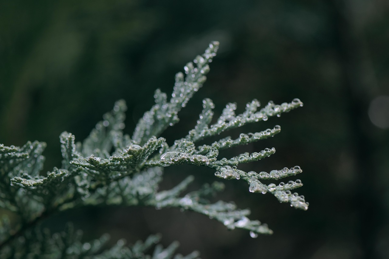 Frost-covered plant branches glisten in soft light.